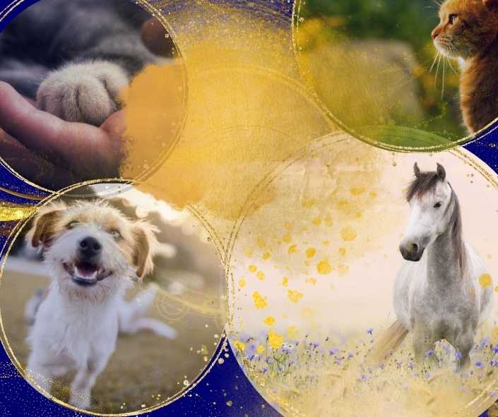 Tierkommunikation